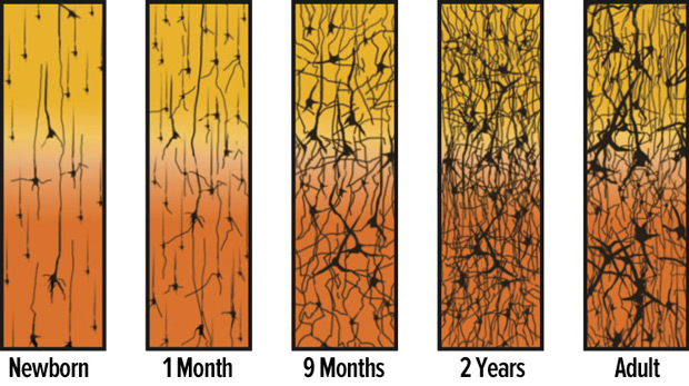 The above figure illustrates the rapid rate at which synapses are formed in the first few years of life. One can see that adults have thicker, but fewer synaptic connections.Original source: Adapted from Corel, JL. The postnatal development of the human cerebral cortex. Cambridge, MA: Harvard University Press; 1975. Link source: Urban Child Institute